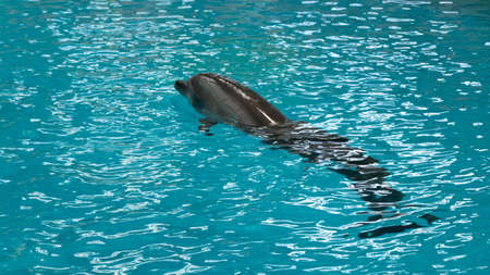 A dolphin swiming waters scene