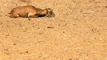 A young goat on sand sceneの写真素材