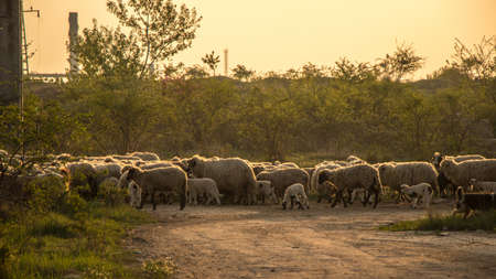 Flock of sheep in the morning
