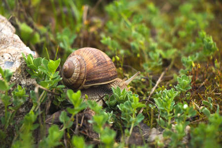 A snail in the grass close