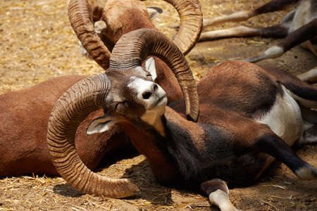 Close to a mouflon sleeping
