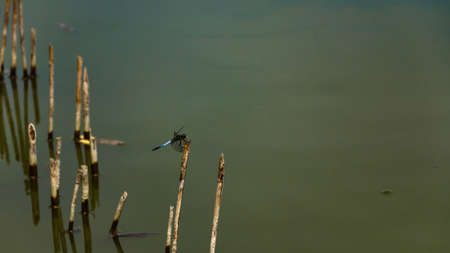Green water and dragonfly sitting on a strawの写真素材