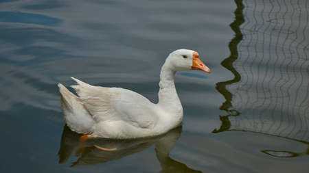 A white goose swiming in lakeの写真素材