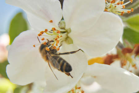 A bee collecting pollen from apple flower