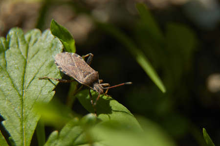A bug stalking on the leafs