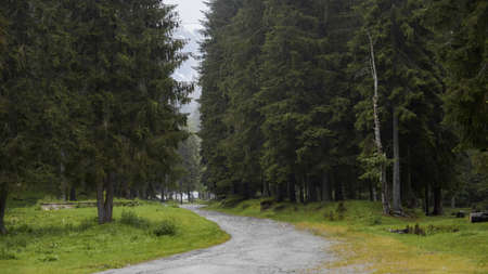 A trail in the forest landscape