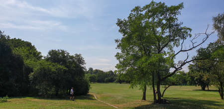 green park with big trees with people walkingの写真素材