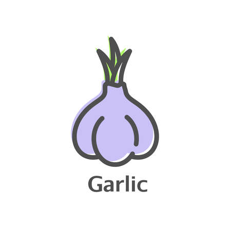 Garlic color thin line vector icon. Isolated condiment linear style for menu, label, logo. Detailed vegetarian food sign.のイラスト素材