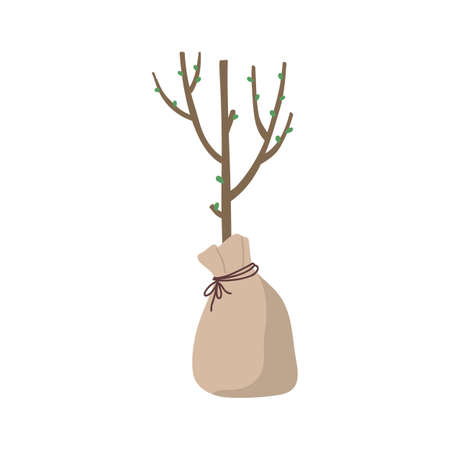 Tree seedling. Botanical young plant. Vector green agriculture for gardenのイラスト素材
