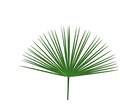 Tropical leaves. Botanical palm tropic leaf set. Vector foliage summer plant. Exotic jungle green design elements.のイラスト素材