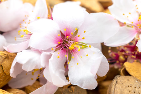 Close-up image of almond blossoms among almond nuts. Pink and white almond flower (Prunus dulcis)の写真素材