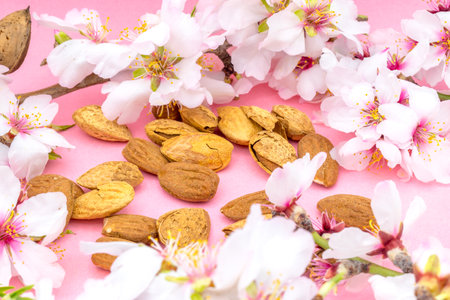 Almond nuts and almond blossoms on a pink background. White and pink flowers.の写真素材