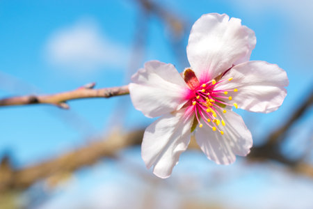 Close-up image of an almond blossom on a tree. Blue sky as background.の写真素材