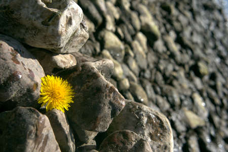 Walks outdoors with dogs. Nature. Animals. Wildlife. Landscapes of the nature, walk by the nature.の写真素材
