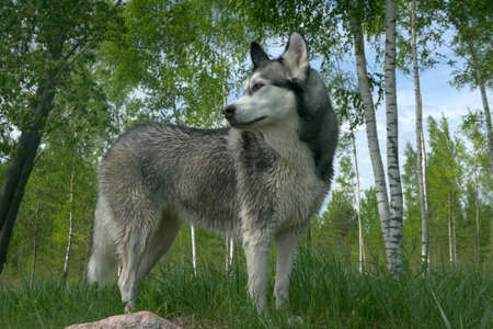 the dog breed an Alaskan malamute to stand on a green grass, the birch wood on a background