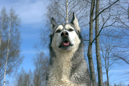 dog breed malamute, fluffy, shaggy, portrait with blue sky and birch trees background