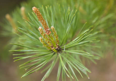 fir-tree branches, green leaves on branches, young leaves, a coniferous forest, the nature, natural,