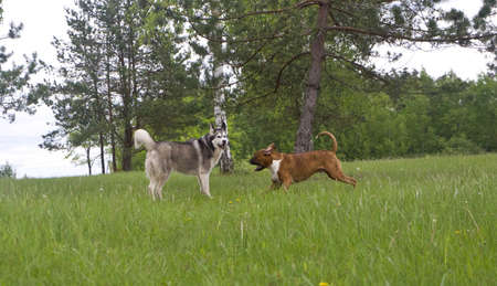 two dogs, breed boxer and malamute on green grass in springの写真素材