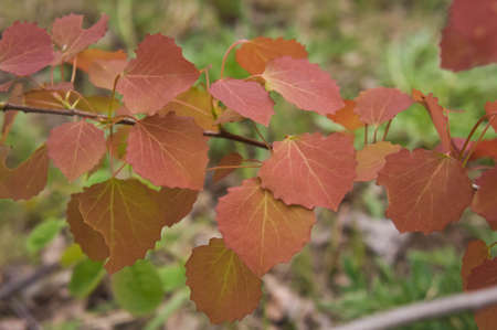 tree branch, aspen, red leaves, round, young leaves, spring, the deciduous wood, grass on a background, the nature, natural,の写真素材