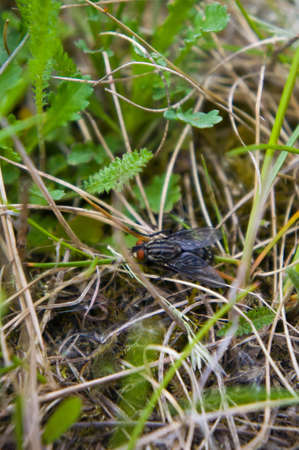 fly in grass in spring, natureの写真素材