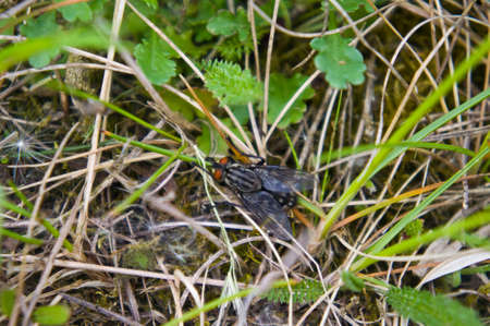 fly in grass in spring, natureの写真素材