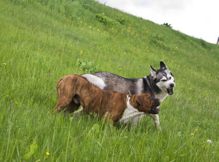 two dogs, breed boxer and malamute, play on green grass in springの写真素材