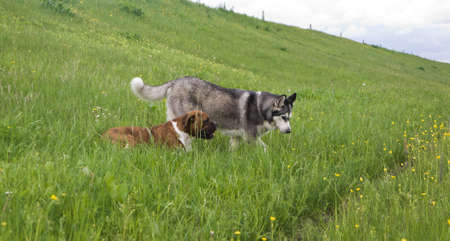 two dogs, breed boxer and malamute, play on green grass in springの写真素材