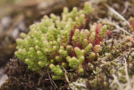 green and red moss in spring, nature