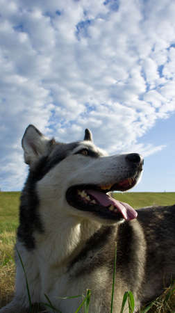 the dog breed a malamute, lies on a mowed grass, the summer period, a green grass a background,...