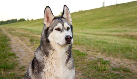 the dog, breed a malamute, sits on a country road, a green grass, the summer period, evening, a...