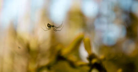 spider, coniferous branch background, yellow spider, yellow branch, indistinct, blue sky