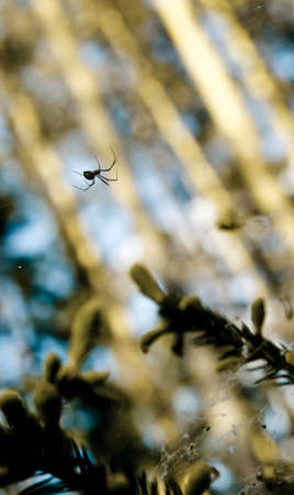 spider, one, web, hangs, wood, nature, green background, grass, flower white, black spider, solar weatherの写真素材