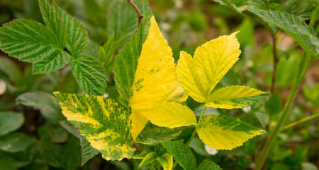 plant leaves in the wood, a half of a leaf yellow, a half of a leaf green, funny,