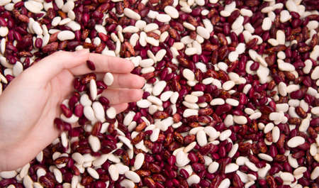 the female hand, on a palm lies haricot of various shades, the offer of healthy food, haricot falls...