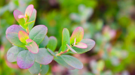 leaves of a blueberry forest in the natural environment, the wood, young and fresh, green with a bordering lilac and pink colorの写真素材