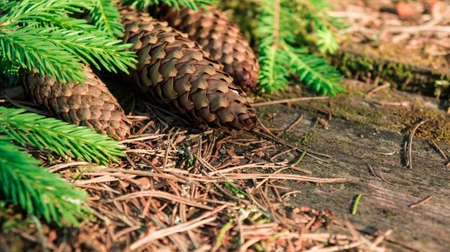 old table in the wood, a surface arose weather, on a table coniferous branches and three big cone-shaped fir cones lie near green coniferous branchesの写真素材