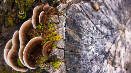 the old big stump grow fluffy brown mushrooms parasitesの写真素材