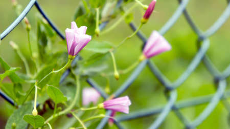 delicate pink wild bluebells grow on the iron grid