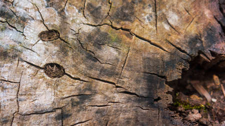 old big stub in the wood dark from time and weather conditions