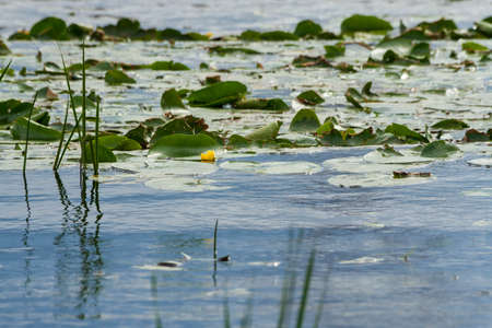 on a pond yellow water-lilies with big green leaves grow in park