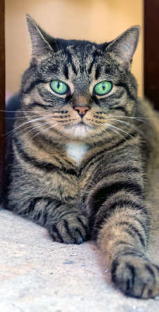 adult mongrel striped cat with bright green eyes big lie on the pavement under a wooden chair, catの写真素材
