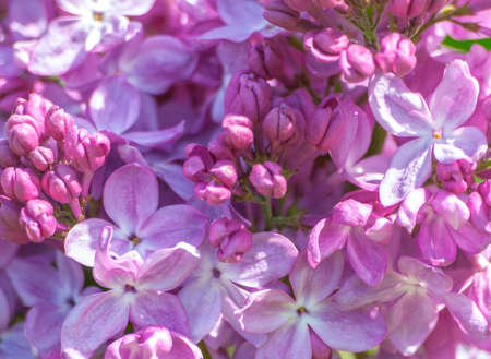 lilac flowers close-up without green leaves, no branches, only purple little flowers on all photos, pink floral background, sunny day, spring,の写真素材