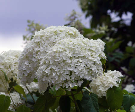 the bush of a hydrangea grows in a garden, cloudy day, white fluffy beautiful flowers at a cluster