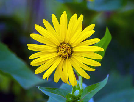 one yellow daisy growing in the garden outdoors in summer,の写真素材