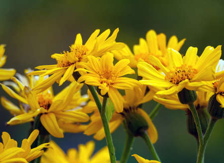 several bunches of yellow daisies growing on the field in summerの写真素材