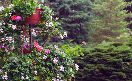 beautiful flower bed with red, white and shades and diversified colors and sizes in two tiers on the background of trees and grass clippingsの写真素材