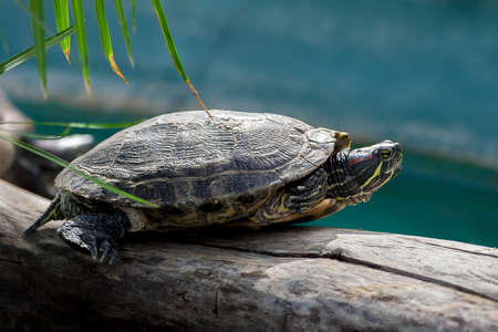 freshwater red-bellied tortoise, profile view, sits on a thick log in the pool in the botanical...