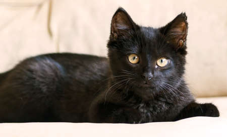 small black fluffy kitten on a brown background, thoroughbred, three months, with yellow bright big eyes, lying, watching carefully, cat, black,の写真素材