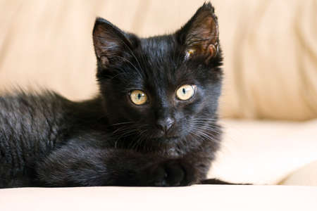 small black fluffy white kitten on a brown background, thoroughbred, three months, with yellow bright big eyes, hunt, tense, watching carefully, cat, black, portraitの写真素材