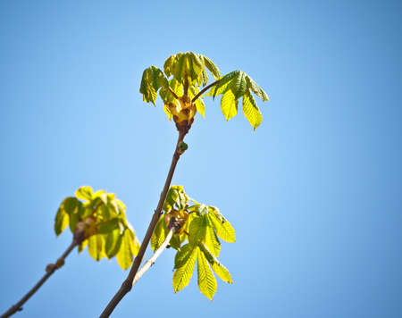 three brown chestnut branches with green leaves in spring, the plant grows foliage, young vegetation, against a clear blue clear sky, a sunny day,の写真素材
